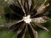 Lactuca serriola, Laitue scariole, Escarole