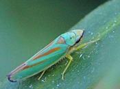 insecte transmetteur maladie cryptogamique…