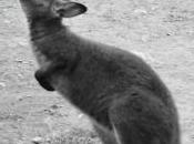 Bébé wallaby