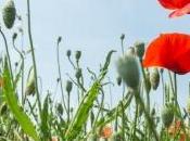 espèces végétales bientôt moins bien protégées