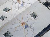 araignées géantes toits Seattle Marlin Peterson Street