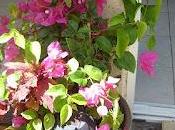 Bouture tige Bougainvillier