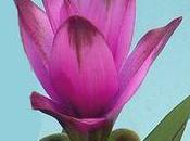 Curcuma