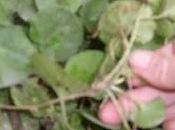 Comment retrouver avec violettes partout