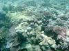 grande barrière corail danger mort
