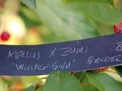 Malus zumi 'Winter Gold'