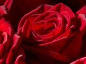 Sondage OHF, rose, fleur préférée Français