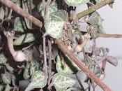 Céropégia épineux