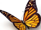 Vous connaissez l’effet papillon