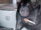 vaccin anti-tabac fonctionne... souris