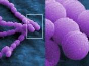DIABÈTE: bactéries intestinales pour dépister contrôler maladie? Nature