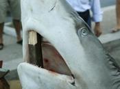 pays s'unissent pour mieux protéger requins