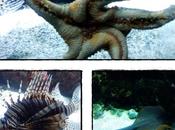 Visite l'Aquarium Rochelle (2ère partie), septembre 2012