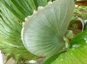 Platycerium Grande nouvelles fraiches