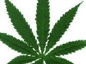 Cannabis l’étude donne raison Peillon