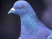 pigeons entrepreneurs font pigeonner