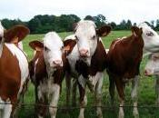 vaches font dumping énergétique, réponse Pierre Japhet