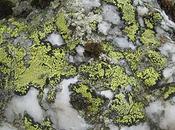 Algues, lichens mousses absorbent