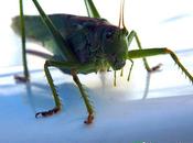 Grasshopper (sauterelle)