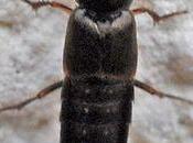 staphylins sont larves...