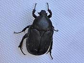 petit scarabée noir commun Corse...