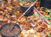 Bouture Sambucus callicarpa