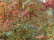 Stewartia automne