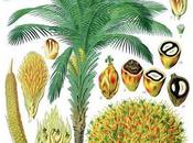 L’huile palme, point aliment contesté
