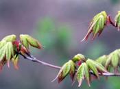 Acer micranthum