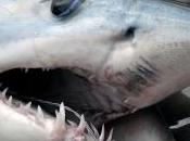 millions requins massacrés... pour crèmes beauté