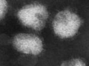 GRIPPE: nouvelle stratégie cible cellule hôte, virus INRA Journal Clinical Investigation