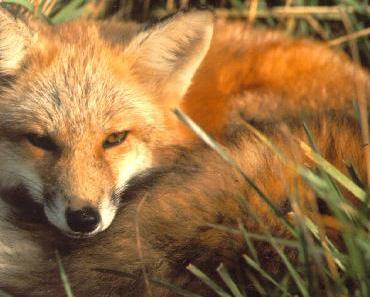 Le renard voleur d’iPhone qui envoyait des SMS