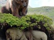Dégâts d'ours 2012 indemnités éleveurs pour brebis bovin