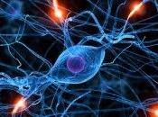 scientifiques fait pousser neurones