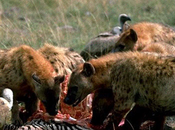 blogueurs gouvernement curée… c’est beau voir