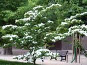 Cornus kousa var. chinensis