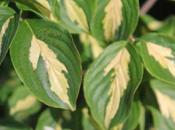 Cornus kousa var. chinensis 'Gold Star'