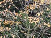 Magnolia proctoriana