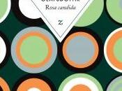 Roman Rosa Candida... Jardin Roses Célestes