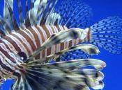 Qu’ont commun lionfish chats?