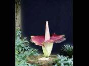 Arum Titan fleur Melbourne