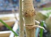 Arbuste tige attention liens