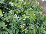 Fleurs d'hiver Paris