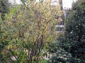 Chimonanthus praecox