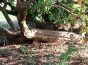 culture Arbutus unedo