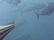 Retro chasse sous marine 2012