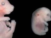 DÉVELOPPEMENT SEXUEL: Sans insuline IGF, l’embryon assexué PLoS Genetics