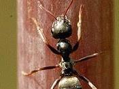 record longévité pour fourmi