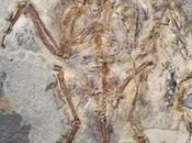 oiseau préhistorique possédait dents spécialisées