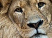 Zambie interdit chasse lion léopard